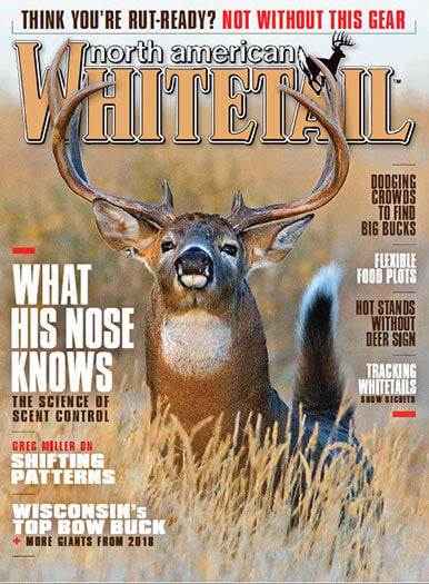 North American Whitetail