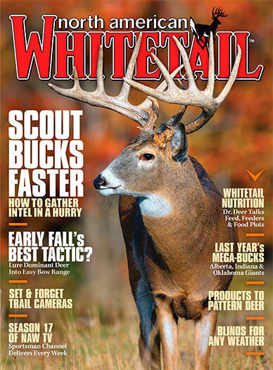 North American Whitetail