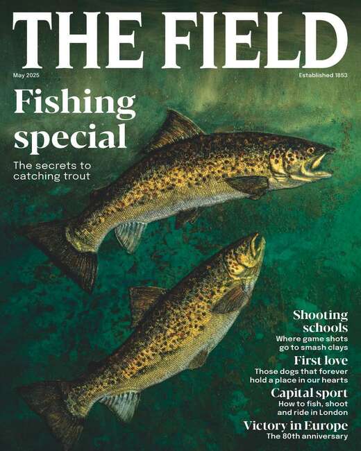 The Field (UK)