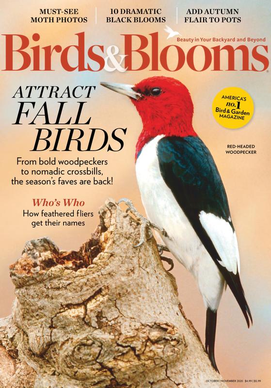 Birds & Blooms